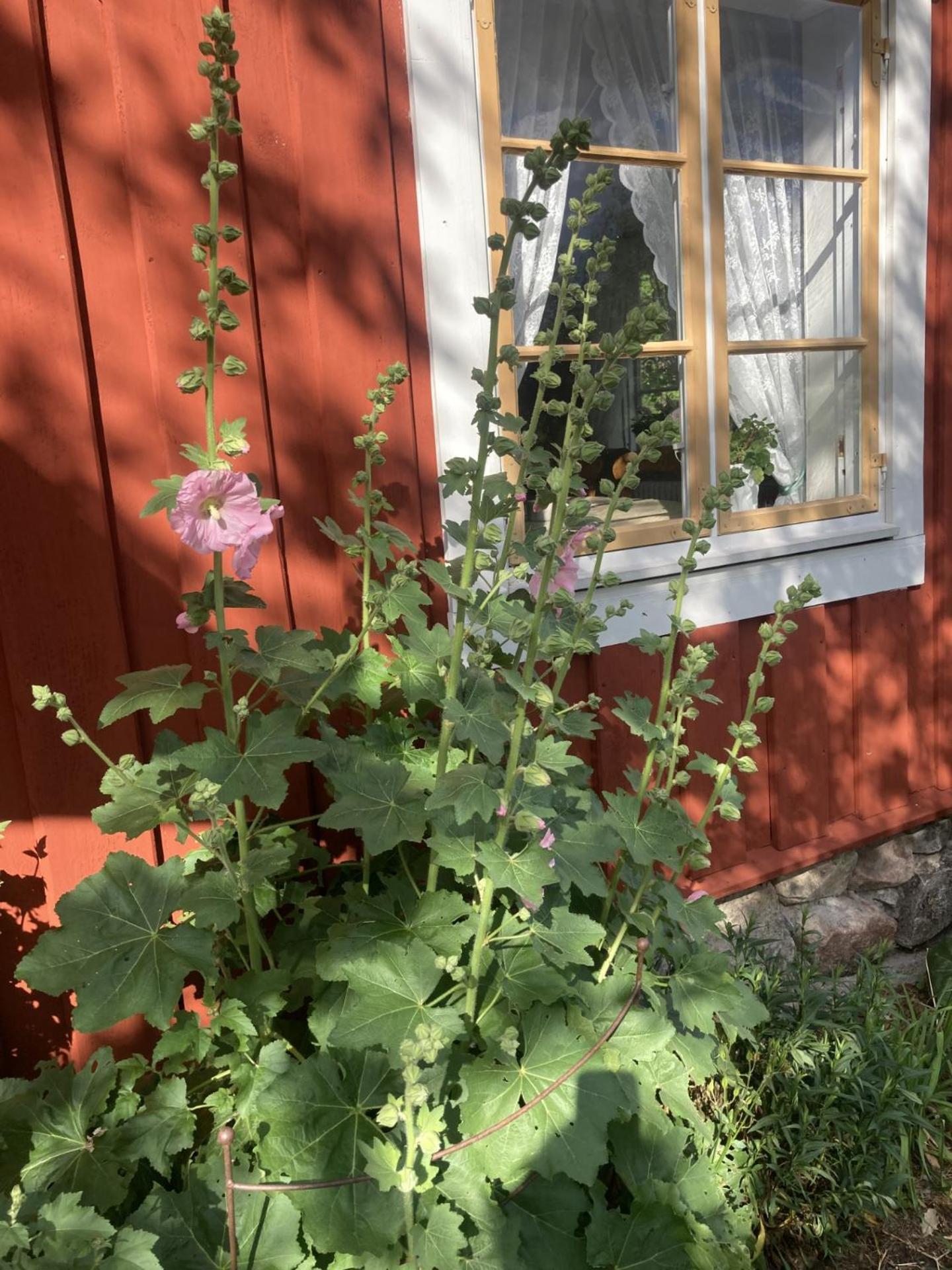 Thorstorps Gard B&B Söderköping المظهر الخارجي الصورة